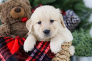 Image of Blaze, a Golden Retriever puppy