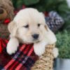 Image of Blaze, a Golden Retriever puppy