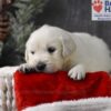 Image of Blitzen, a Golden Retriever puppy