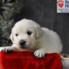 Image of Blitzen, a Golden Retriever puppy