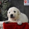 Image of Blitzen, a Golden Retriever puppy