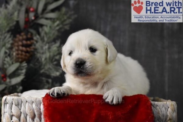 Image of Blitzen, a Golden Retriever puppy