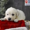 Image of Blitzen, a Golden Retriever puppy