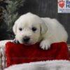 Image of Blitzen, a Golden Retriever puppy