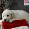 Image of Blitzen, a Golden Retriever puppy