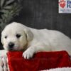 Image of Blitzen, a Golden Retriever puppy