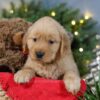 Image of Blitzen, a Golden Retriever puppy