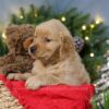 Image of Blitzen, a Golden Retriever puppy