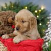 Image of Blitzen, a Golden Retriever puppy