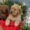 Image of Blitzen, a Golden Retriever puppy