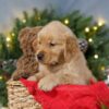 Image of Blitzen, a Golden Retriever puppy