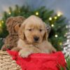 Image of Blitzen, a Golden Retriever puppy