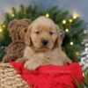 Image of Blitzen, a Golden Retriever puppy