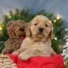 Image of Blitzen, a Golden Retriever puppy