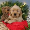 Image of Blitzen, a Golden Retriever puppy