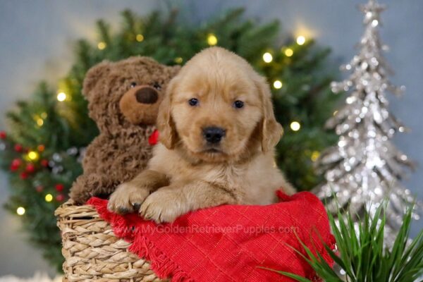 Image of Blitzen, a Golden Retriever puppy