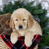 Image of Blizzy, a Golden Retriever puppy