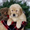 Image of Blizzy, a Golden Retriever puppy