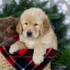 Image of Blizzy, a Golden Retriever puppy