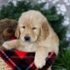 Image of Blizzy, a Golden Retriever puppy