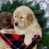 Image of Blizzy, a Golden Retriever puppy