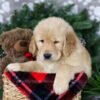 Image of Blizzy, a Golden Retriever puppy