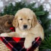 Image of Blizzy, a Golden Retriever puppy