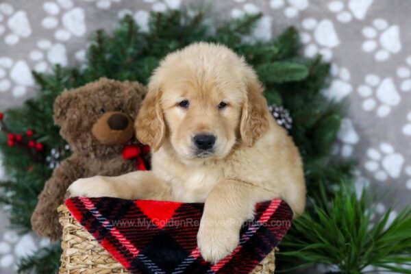 Image of Blizzy, a Golden Retriever puppy