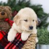 Image of Bolt, a Golden Retriever puppy