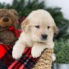 Image of Bolt, a Golden Retriever puppy