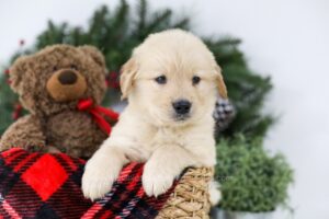 Image of Bolt, a Golden Retriever puppy