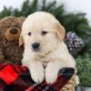 Image of Bolt, a Golden Retriever puppy