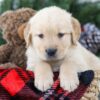 Image of Boston, a Golden Retriever puppy