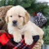 Image of Boston, a Golden Retriever puppy