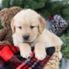 Image of Boston, a Golden Retriever puppy