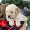 Image of Boston, a Golden Retriever puppy