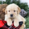 Image of Boston, a Golden Retriever puppy