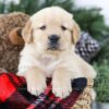 Image of Boston, a Golden Retriever puppy