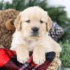 Image of Boston, a Golden Retriever puppy