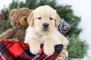 Image of Boston, a Golden Retriever puppy