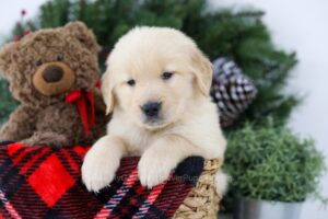 Image of Bowser, a Golden Retriever puppy