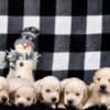 Image of Creams Ready Jan 6th, a Golden Retriever puppy