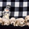 Image of Creams Ready Jan 6th, a Golden Retriever puppy