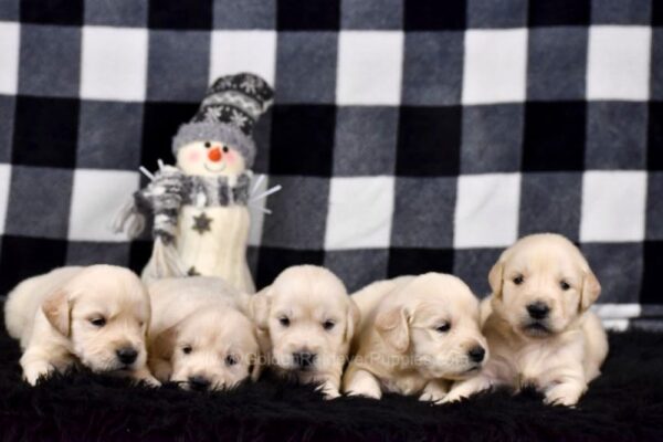 Image of Creams Ready Jan 6th, a Golden Retriever puppy