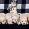 Image of Creams Ready Jan 6th, a Golden Retriever puppy