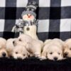 Image of Creams Ready Jan 6th, a Golden Retriever puppy