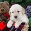 Image of Bri, a Golden Retriever puppy