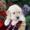 Image of Bri, a Golden Retriever puppy