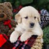 Image of Bri, a Golden Retriever puppy