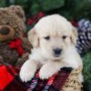 Image of Bri, a Golden Retriever puppy